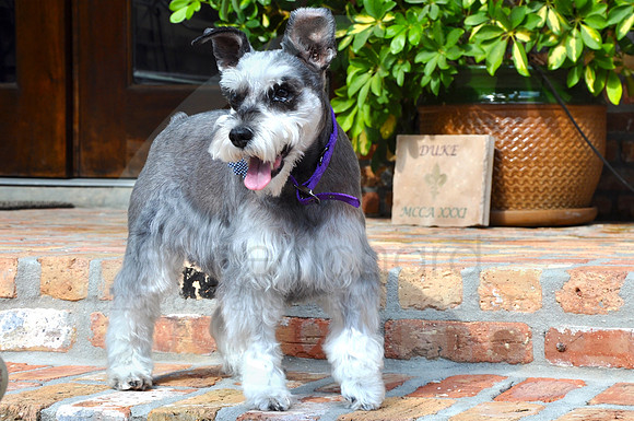 DSC_0052