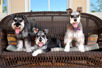 Slade Pups POST