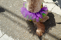 Mardi Paws Parade 2020