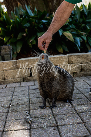 _DSC9650