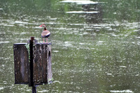 The Nature Conservancy in Louisiana Photos