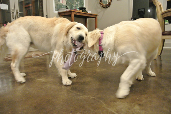 DSC_2892 (1)
