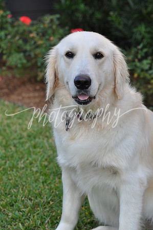 DSC_0546 (1)