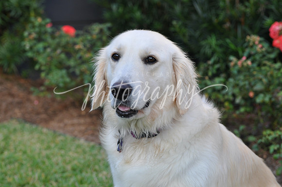 DSC_0545 (1)