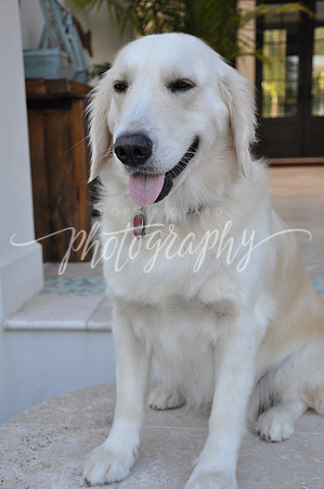 DSC_0284 (1)