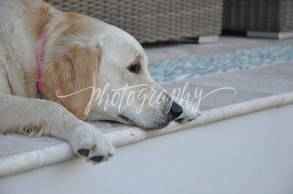 DSC_0274 (1)