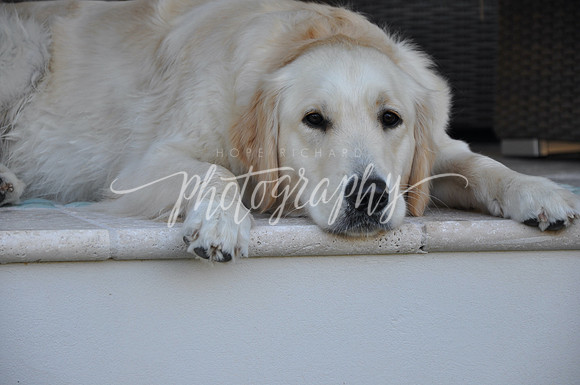 DSC_0275 (1)