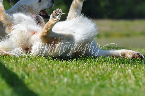 DSC_8702 (1)