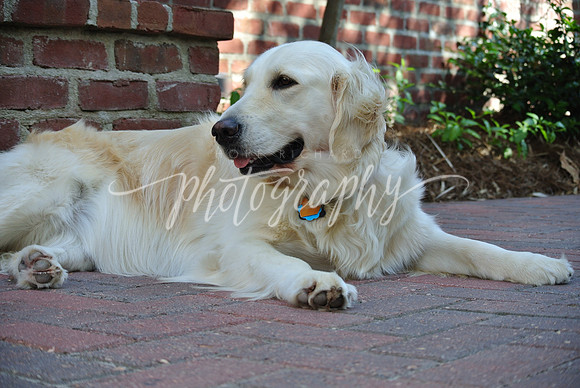 DSC_6635 (1)