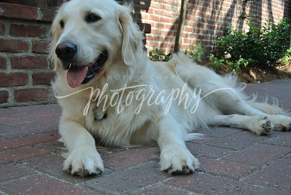 DSC_6610 (1)