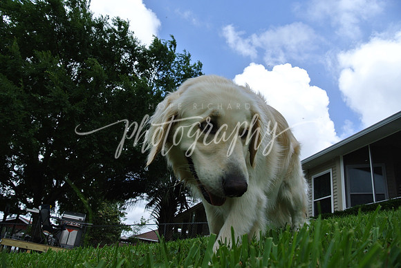 DSC_6330 (1)