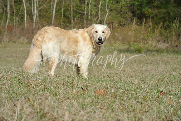 DSC_5530 (1)