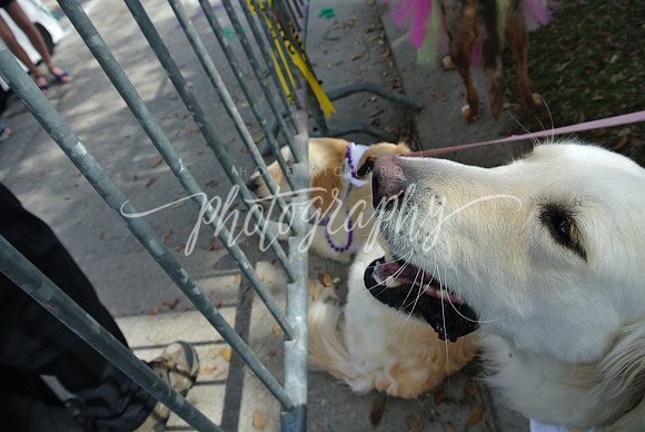 DSC_5484 (1)