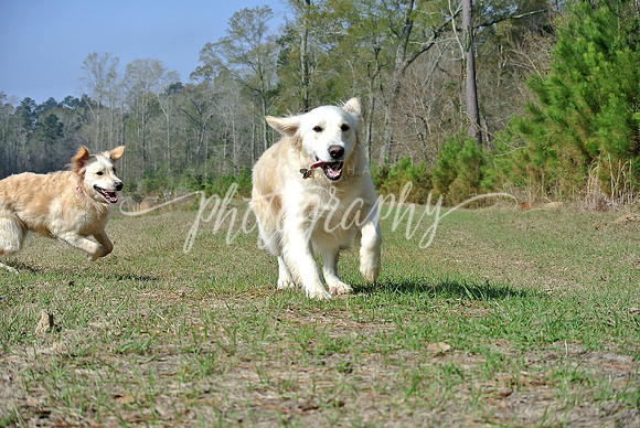 DSC_5517 (1)