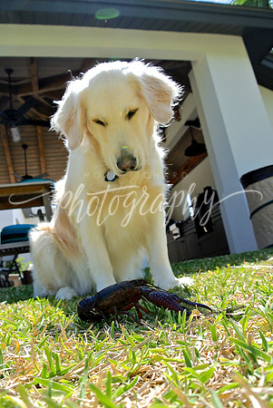 DSC_6010 (1)