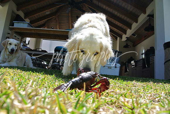 DSC_6006 (1)