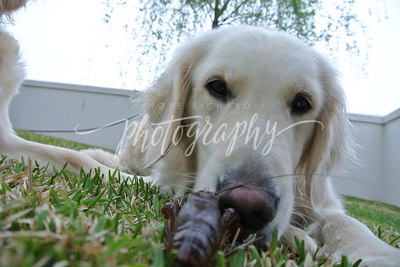 DSC_5915 (1)