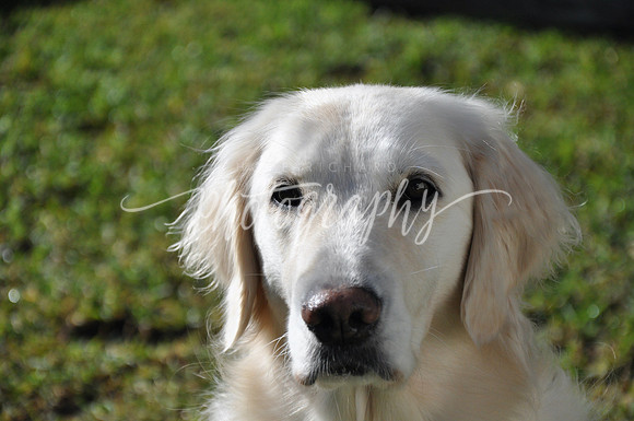 DSC_0924 (1)