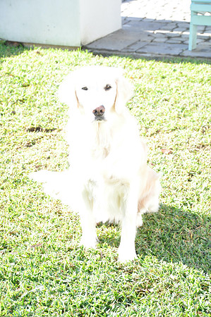 DSC_0919 (1)