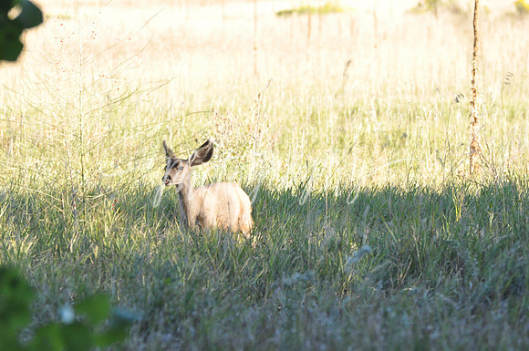 DSC_0705