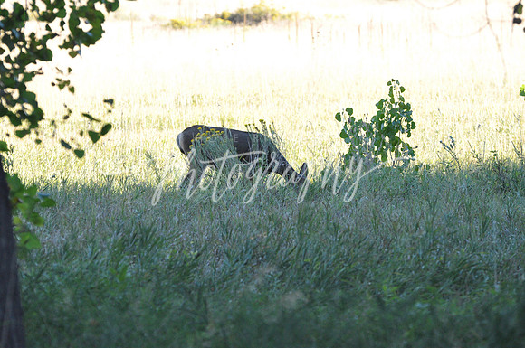 DSC_0684 (2)