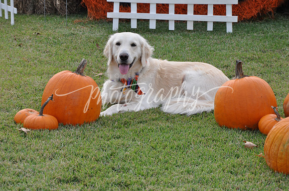 DSC_0526 (3)