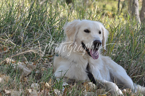 DSC_0453 (2)