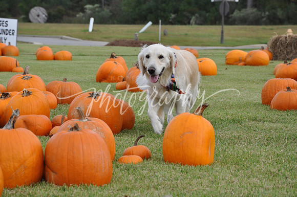 DSC_0459 (4)