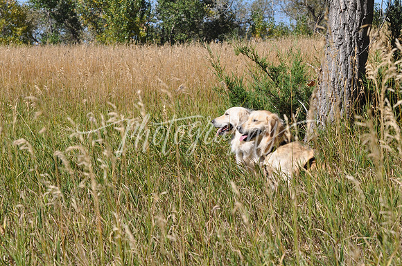 DSC_0445 (3)