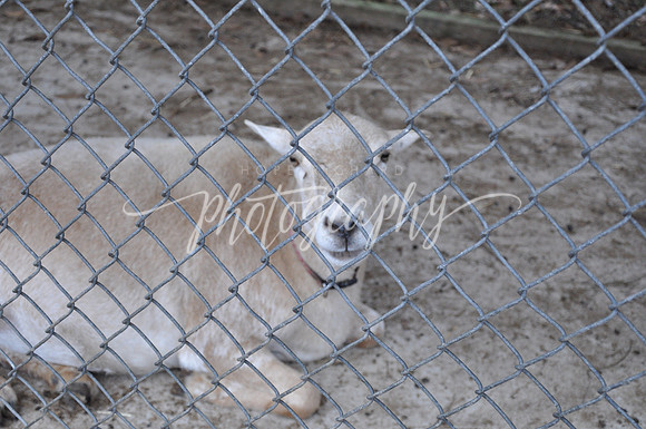 DSC_0357 (2)