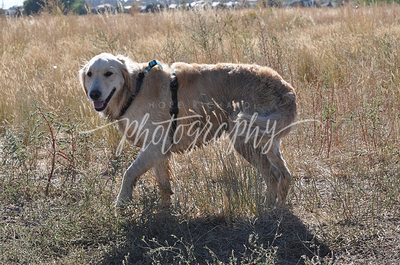 DSC_0333 (1)