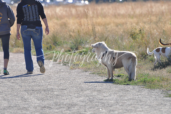 DSC_0290 (1)