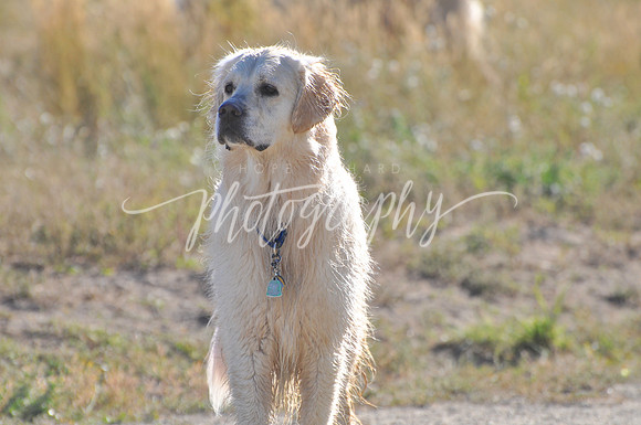 DSC_0258 (3)
