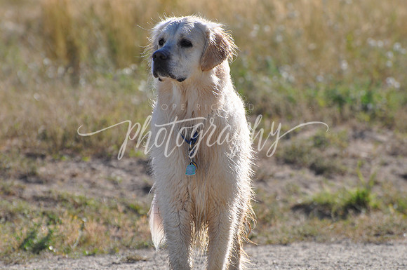 DSC_0257 (3)