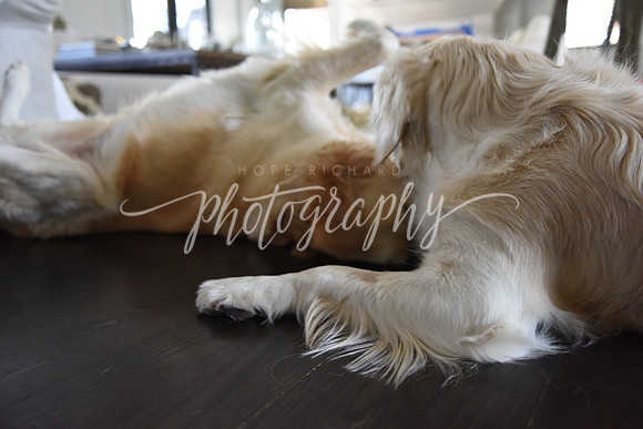 DSC_0176 (1)