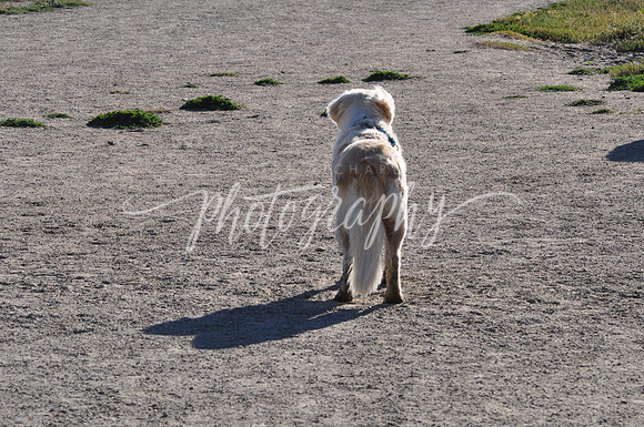 DSC_0061 (1)