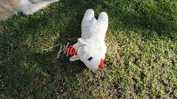 DSC_6422
