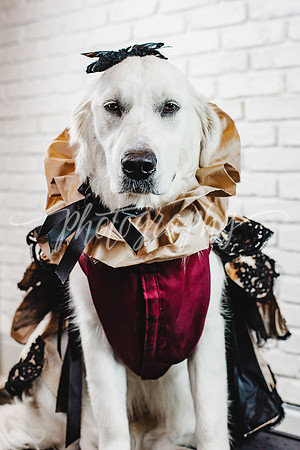 Bondi PAWject Runway