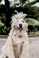 Mardi Paws Royal Court 2024 Downsized
