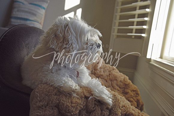 _DSC1151 copy