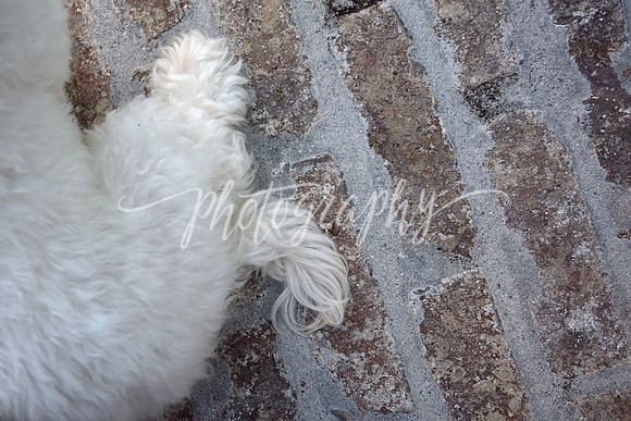 _DSC1176 copy