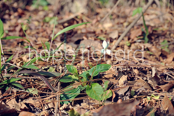 DSC_6265 copy