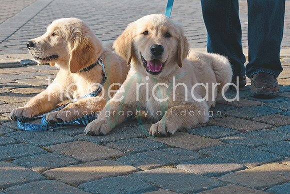 _DSC1419 copy