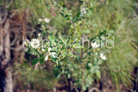 DSC_6272 copy