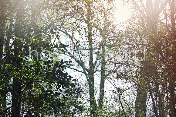 DSC_6212 copy