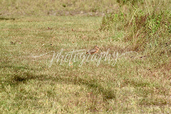 IMG_5040
