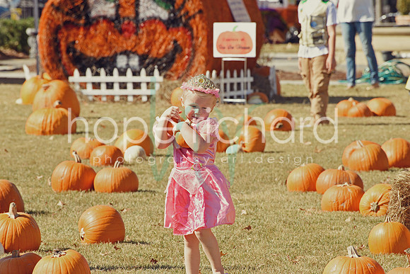 DSC_2882 copy