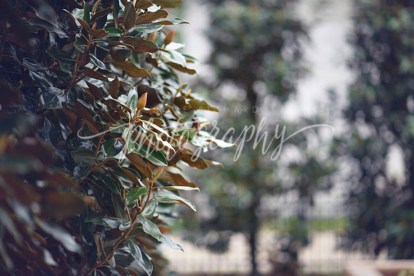 _DSC5425 copy