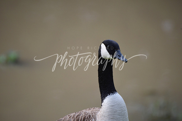 _DSC0521