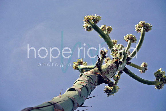 DSC_6281 copy